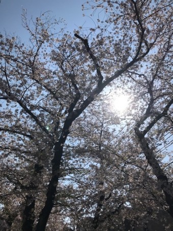桜4 68ca7ea73bdbef8a59022bf4681a70f31